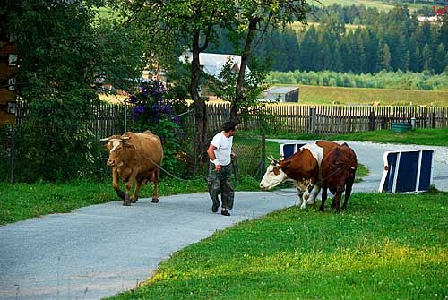 Rolnik z krowami w Debnie.